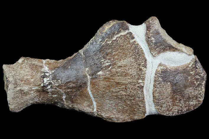 Partial Fossil Plesiosaur Paddle - Goulmima, Morocco #73945